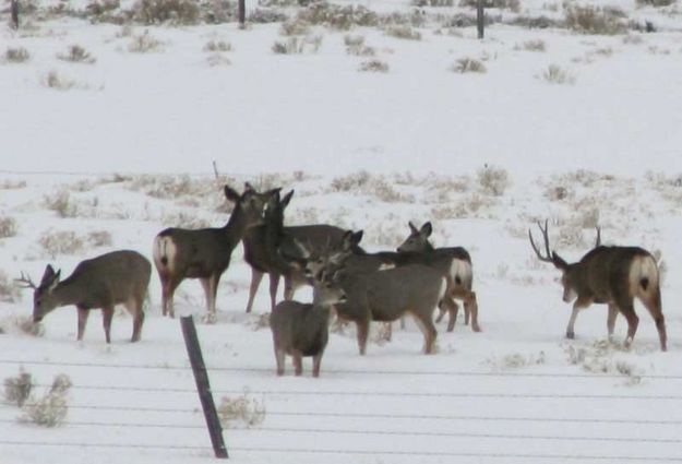 Keeping does together. Photo by Dawn Ballou, Pinedale Online.