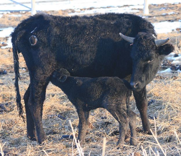 Drinking. Photo by Dawn Ballou, Pinedale Online.