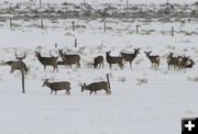 Harem. Photo by Dawn Ballou, Pinedale Online.