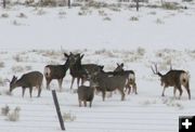 Keeping does together. Photo by Dawn Ballou, Pinedale Online.