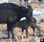 Mother's touch. Photo by Dawn Ballou, Pinedale Online.