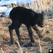 Wobbly Legs. Photo by Dawn Ballou, Pinedale Online.