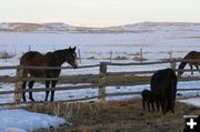 Curious Horse. Photo by Dawn Ballou, Pinedale Online.