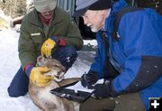 Examining the lion. Photo by Photo by Mark Gocke, WGFD.