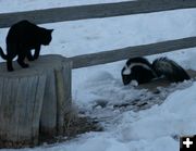 Just watching. Photo by Dawn Ballou, Pinedale Online.