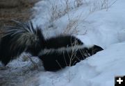 Digging in the snow. Photo by Dawn Ballou, Pinedale Online.