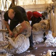 Shearing Rams. Photo by Cat Urbigkit.