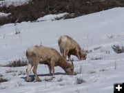 Bighorn Sheep. Photo by Scott Almdale.