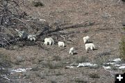 Herd of goats. Photo by Lynn Wittlieff.