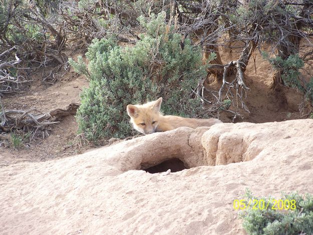 Kits. Photo by Michele Yarnell.