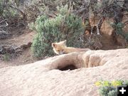 Kits. Photo by Michele Yarnell.