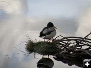 Mallard at Boulder Lake. Photo by Holly Conway.