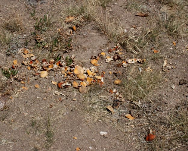 Fruit Rinds. Photo by Dawn Ballou, Pinedale Online.