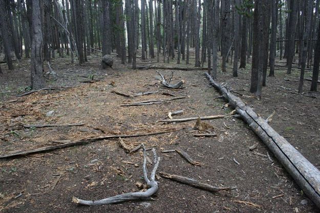 Trail rehabilitation. Photo by Dawn Ballou, Pinedale Online.