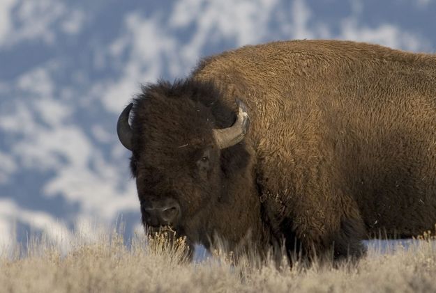 Bison. Photo by Mark Gocke.