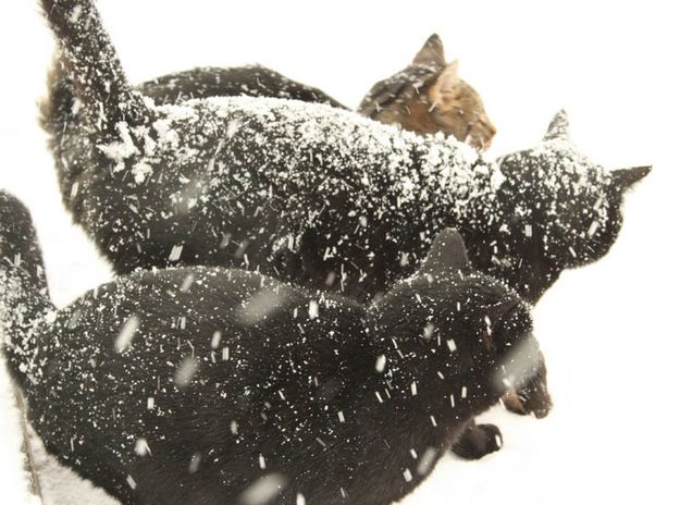 Ranch cats. Photo by Dawn Ballou, Pinedale Online.