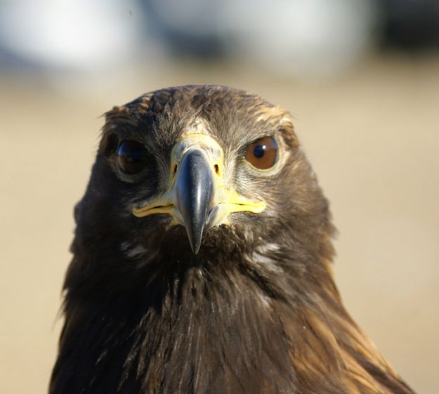 eagle head. Photo by Cat Urbigkit.