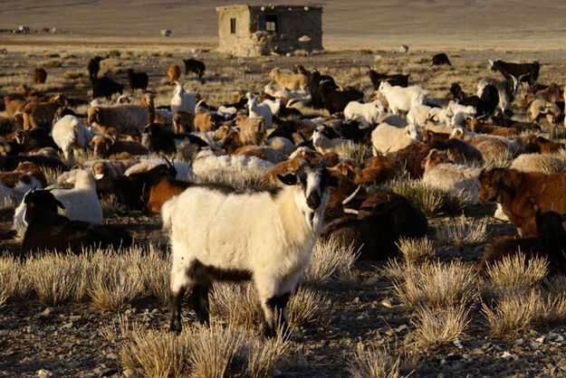 Goats. Photo by Cat Urbigkit.