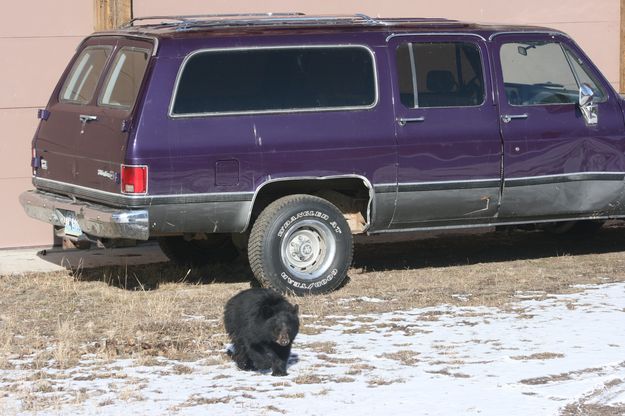 Wandering around. Photo by Dawn Ballou, Pinedale Online.