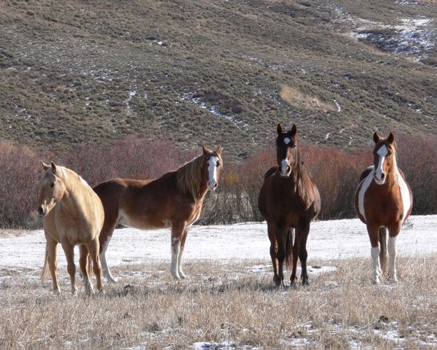 Have to come back and look. Photo by Paul and Barbara Ellwood.