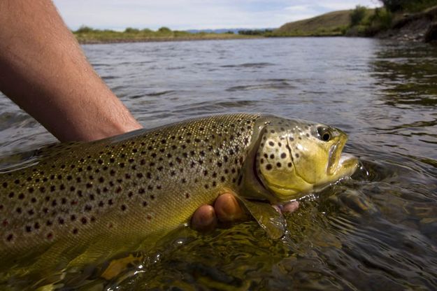 Brown Trout. Photo by Mark Gocke, WGFD.