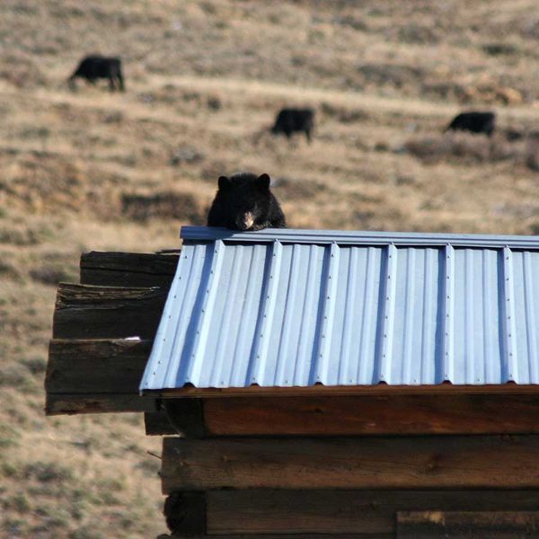 Cattle in the background. Photo by Clint Gilchrist, Pinedale Online.