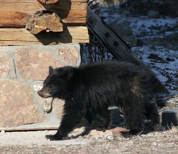 Exploring. Photo by Dawn Ballou, Pinedale Online.