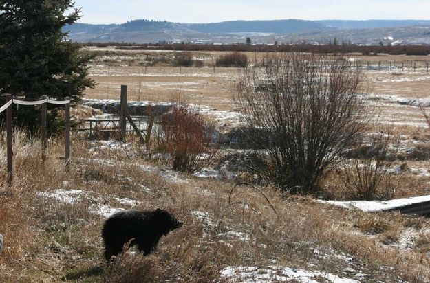 Where to go next?. Photo by Dawn Ballou, Pinedale Online.