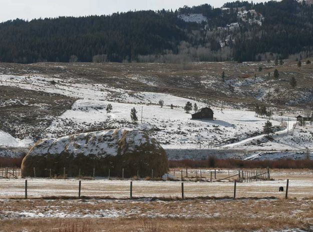 Over to the haystack. Photo by Dawn Ballou, Pinedale Online.