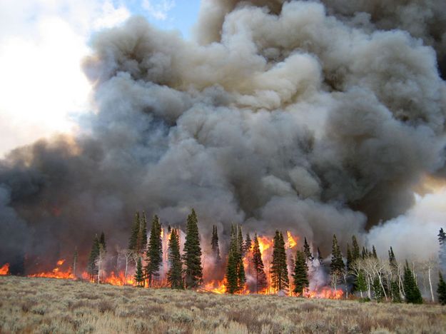 Maki Creek Burn. Photo by Photo by Jill Miller, WGFD..