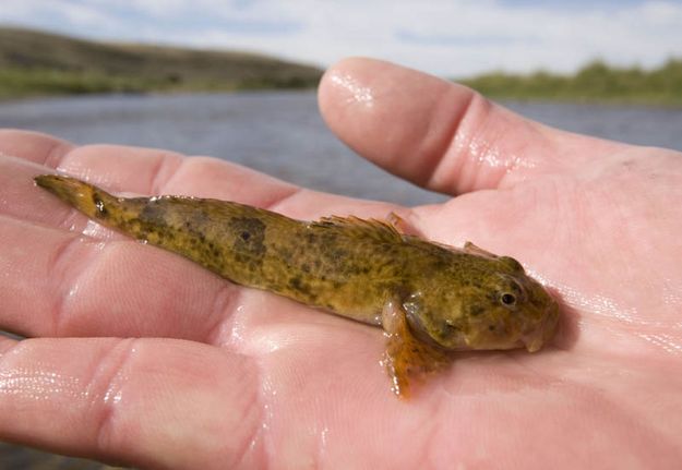 Mottled sculpin. Photo by Mark Gocke, WGFD.