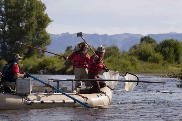 Netting Fish. Photo by Mark Gocke, WGFD.