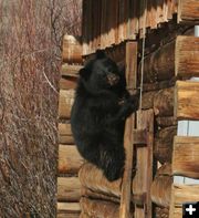 Climbing the wall. Photo by Dawn Ballou, Pinedale Online.