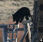 Along the fence. Photo by Dawn Ballou, Pinedale Online.