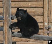 Resting on the fence. Photo by Dawn Ballou, Pinedale Online.