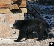 Exploring. Photo by Dawn Ballou, Pinedale Online.