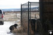 Checking out the garbage cans. Photo by Dawn Ballou, Pinedale Online.