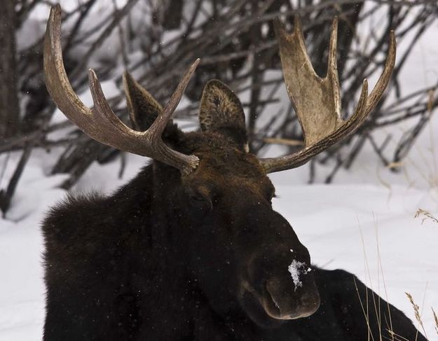 Bull Moose. Photo by Dave Bell.