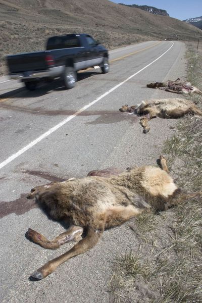 Dead Elk. Photo by Mark Gocke, Wyoming Game & Fish.