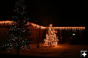 Holiday Trees. Photo by Dawn Ballou, Pinedale Online.