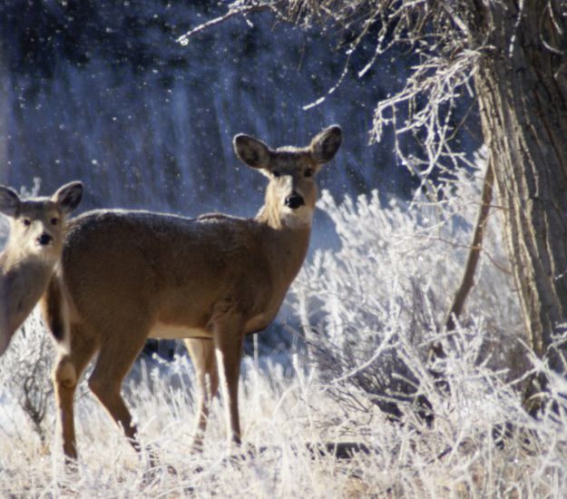 White tail. Photo by Cat Urbigkit.