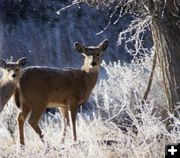 White tail. Photo by Cat Urbigkit.