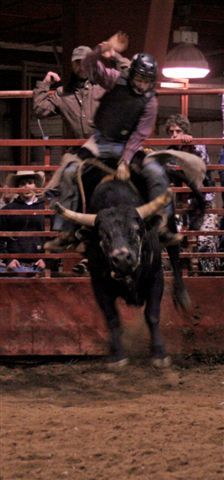 Bull Ride 31. Photo by Carie Whitman.