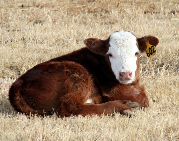 Little Red Neck. Photo by Carie Whitman.