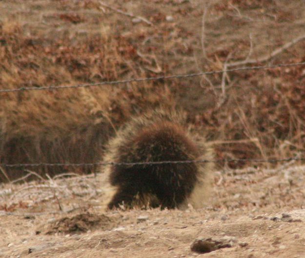 On the ground. Photo by Dawn Ballou, Pinedale Online.