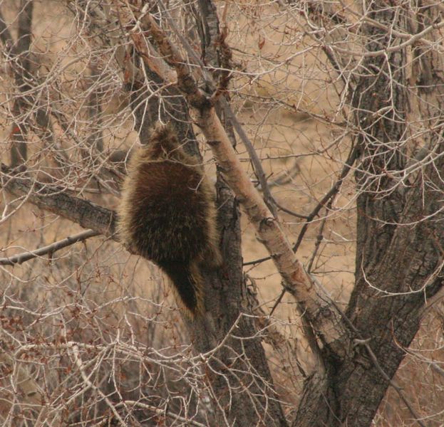 Moving around. Photo by dawn Ballou, Pinedale Online.