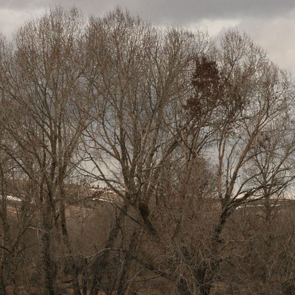 High in a tree. Photo by Dawn Ballou, Pinedale Online.