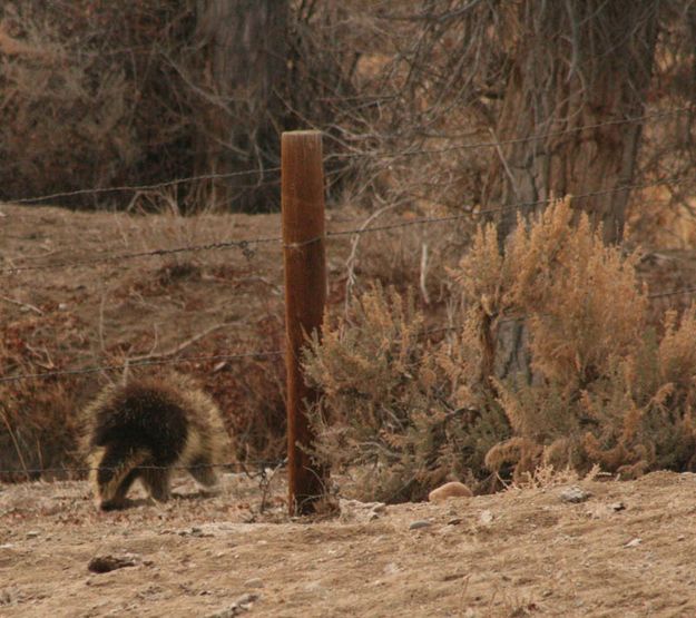 Headed to a tree. Photo by Dawn Ballou, Pinedale Online.