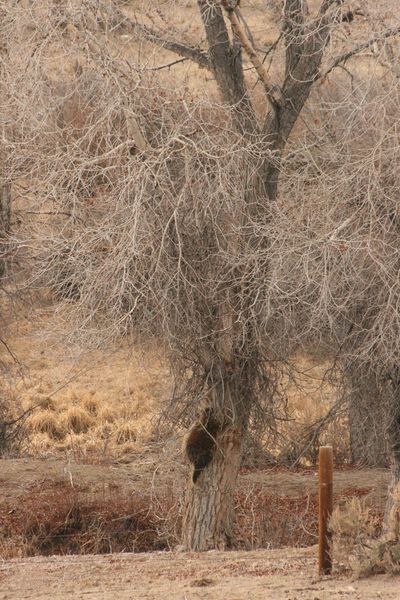 Going up. Photo by Dawn Ballou, Pinedale Online.