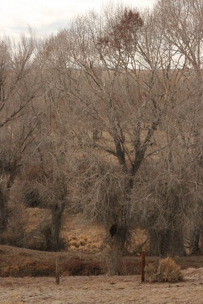 How high will he go?. Photo by Dawn Ballou, Pinedale Online.